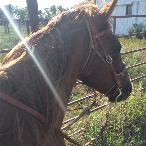 Meet your Posher, Shania - Picture 1 of 1